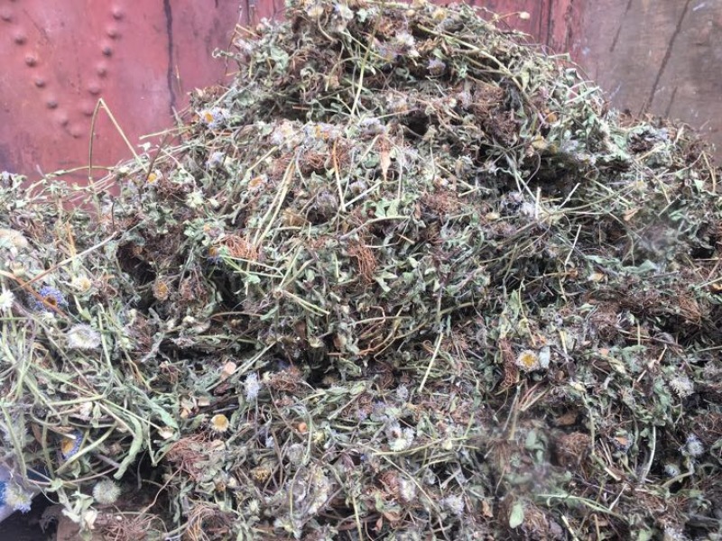 灯盏花