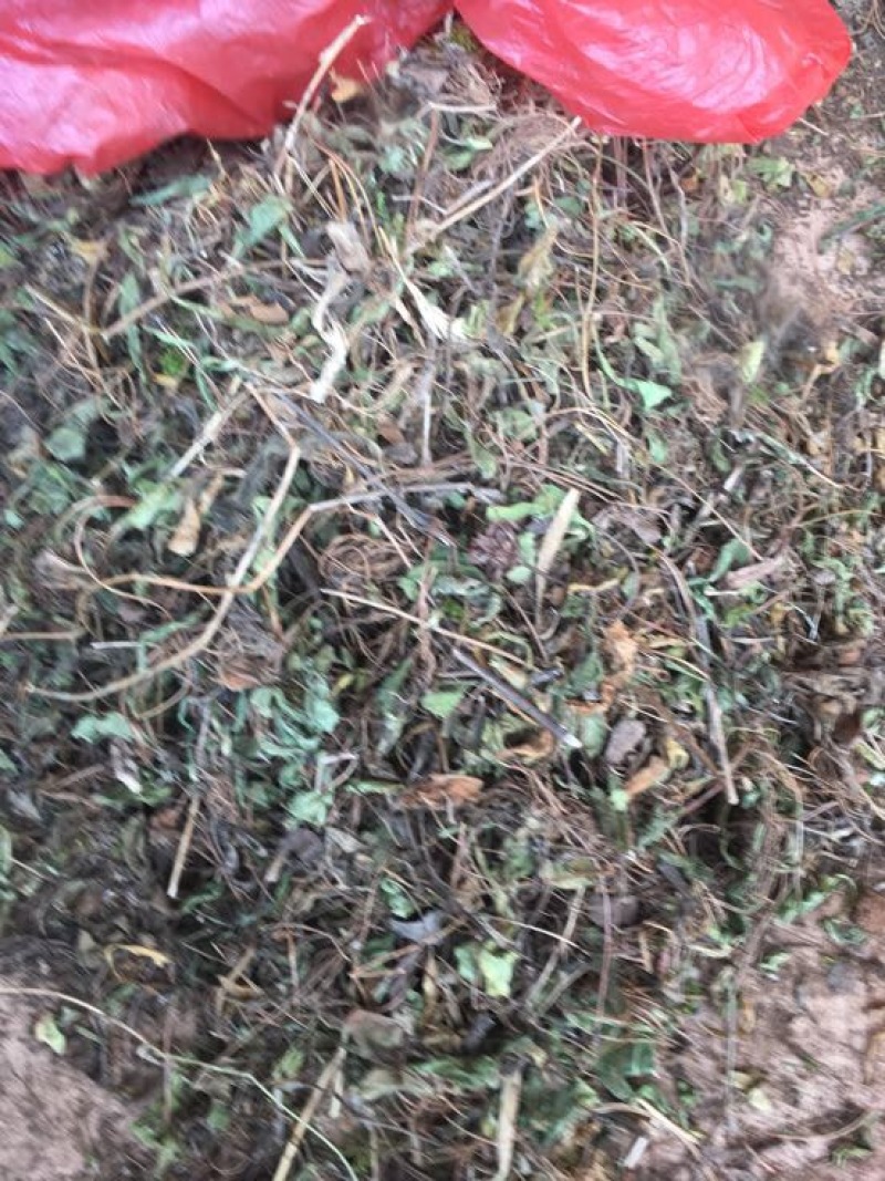 灯盏花