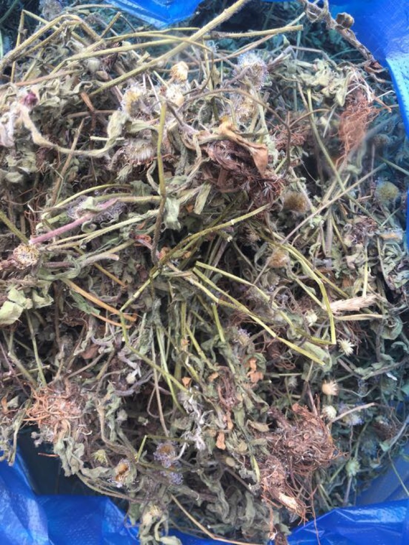 灯盏花