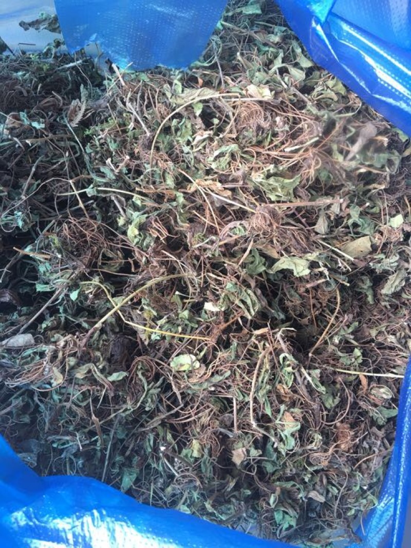 灯盏花