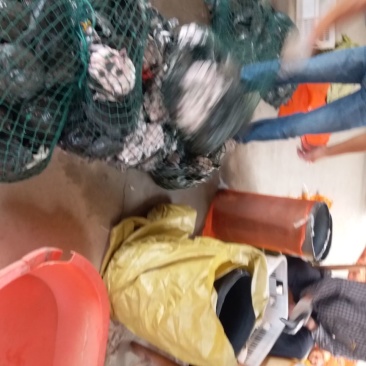 甲鱼上市中