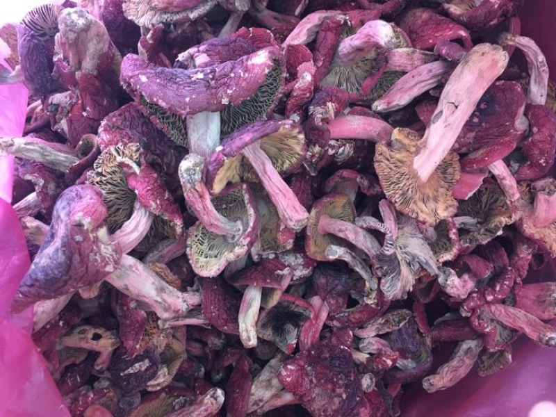 大红菌红菇开菇大菇