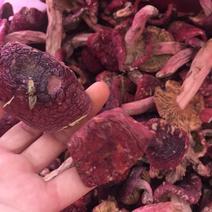 大红菌红菇开菇大菇