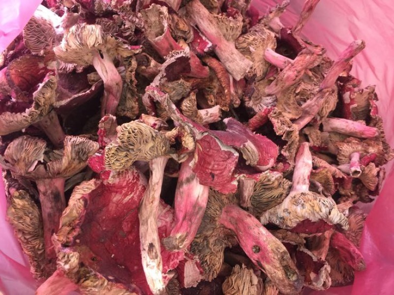 大红菌红菇开菇大菇
