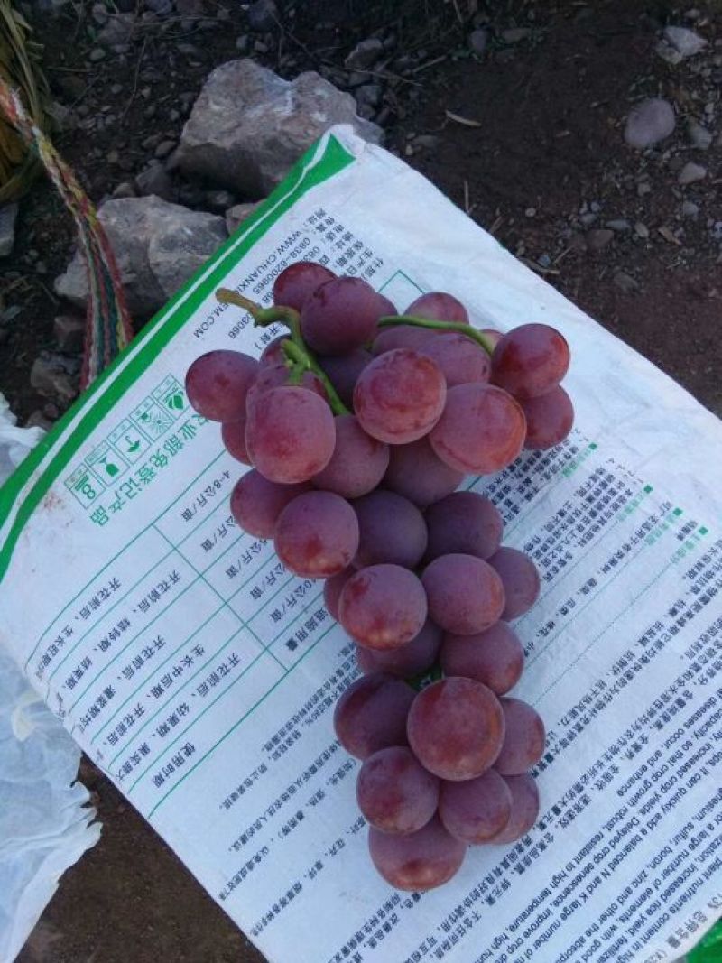 云南精品葡萄/红提、量大价优/可视频看货/产地直发