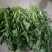 荠菜籽