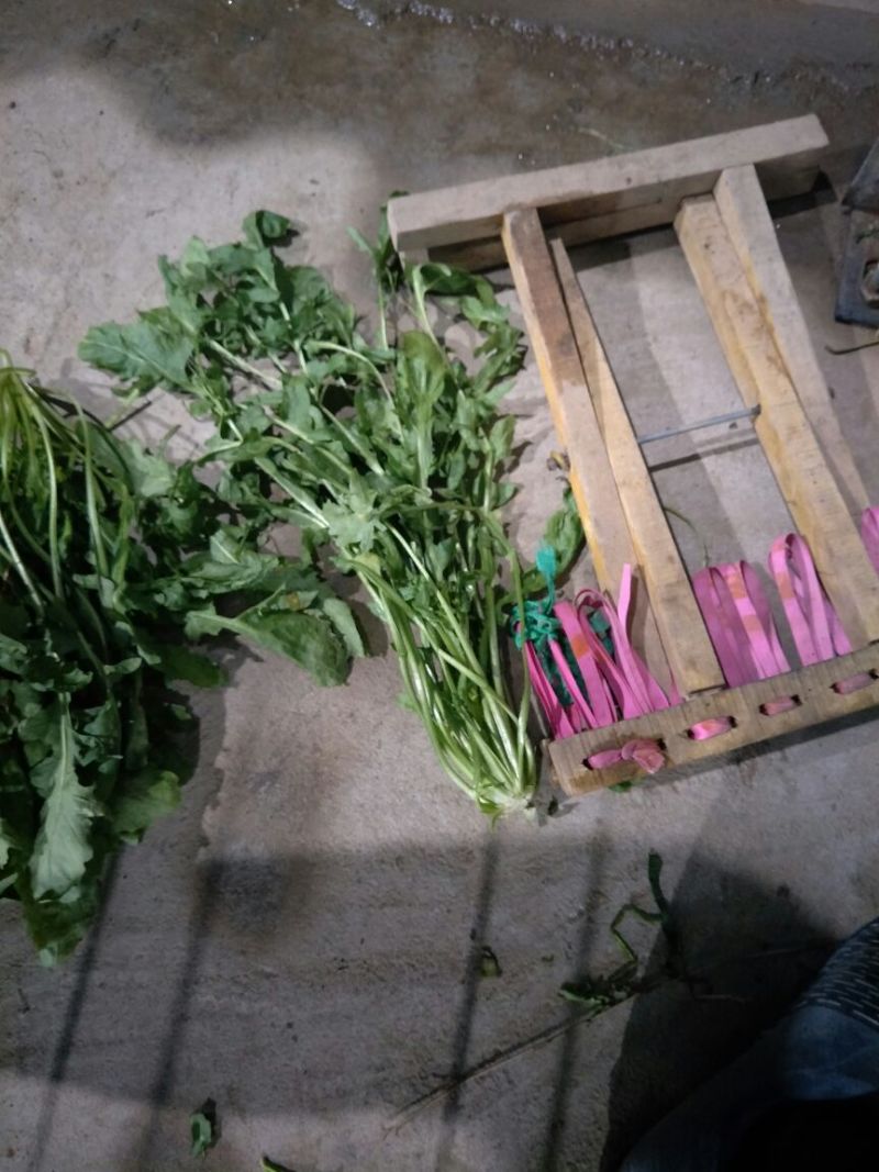 荠菜籽