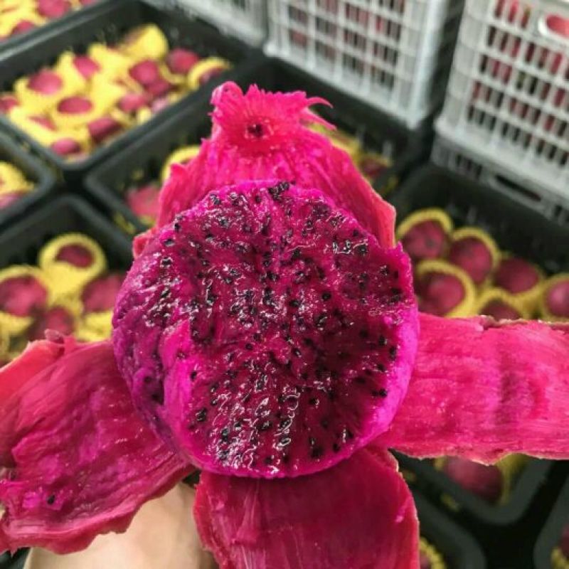 广西火龙果金都一号火龙果红心火龙果贵红龙产地代办供货商