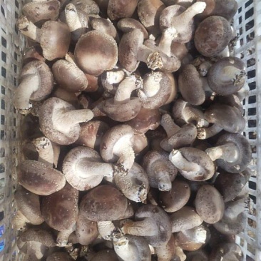 鲜香菇