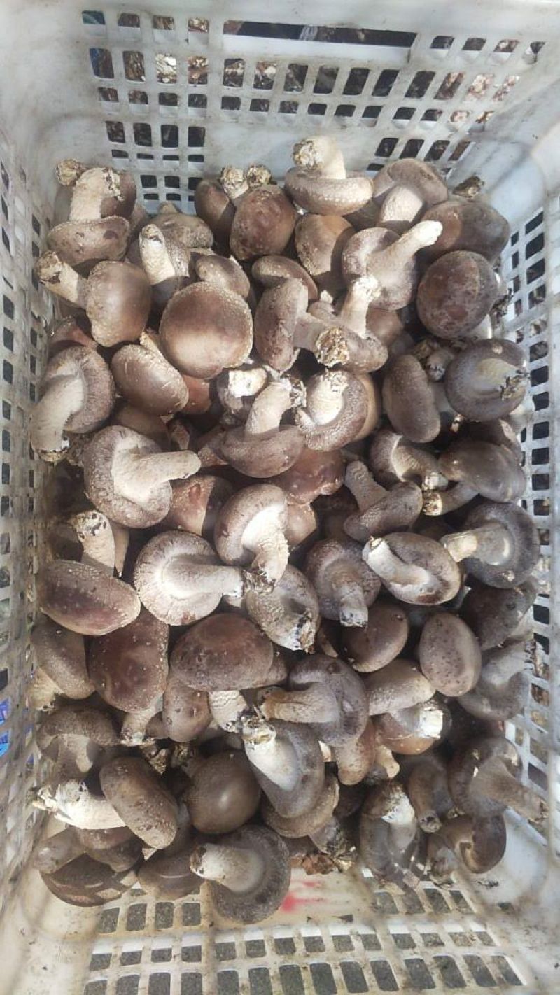 鲜香菇