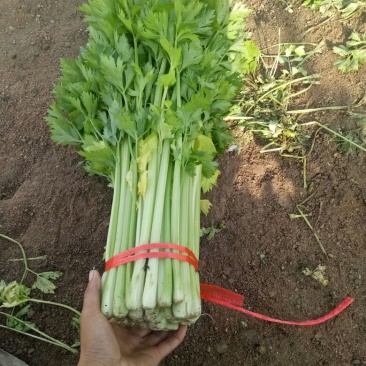 毛芹