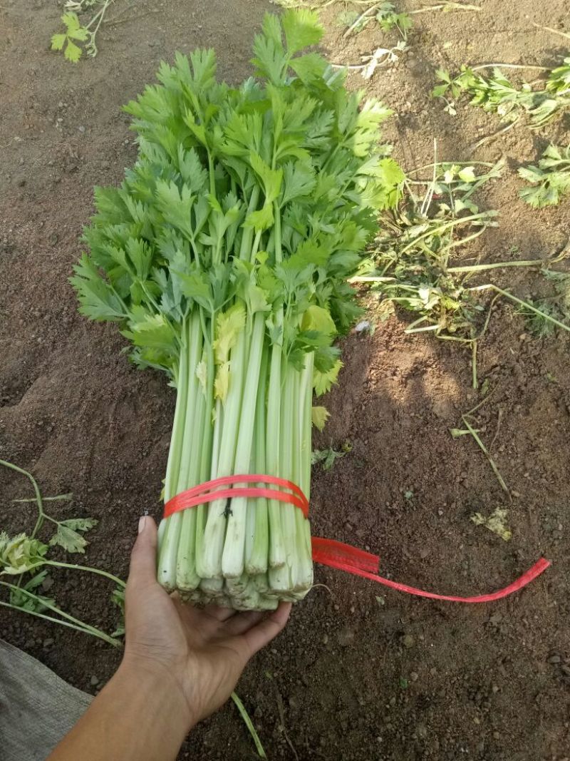 毛芹