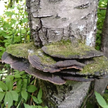 桑黄