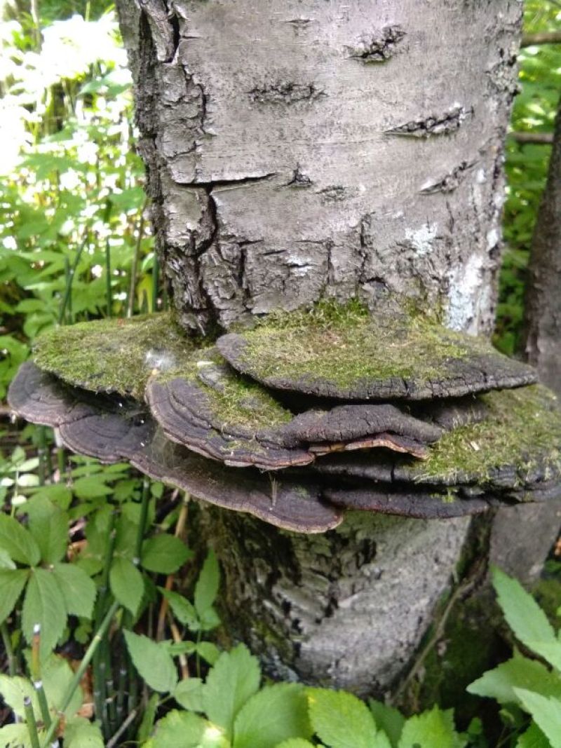 桑黄