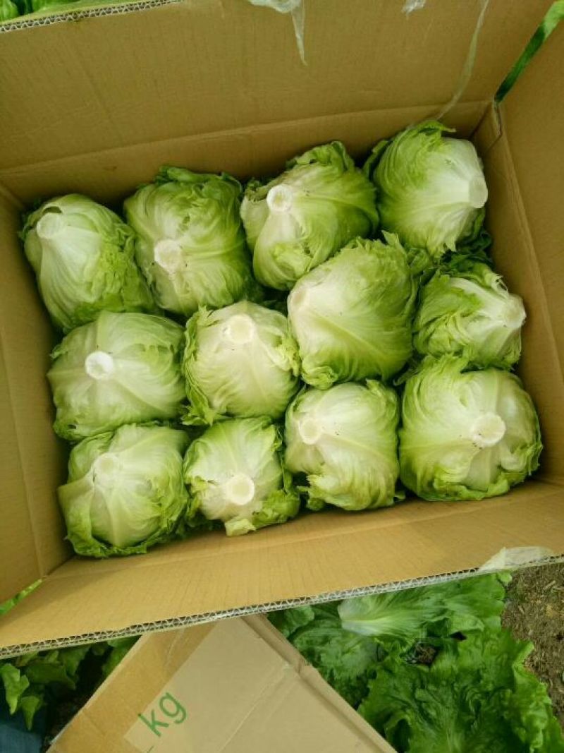 球生菜太白结球生菜欢迎咨询