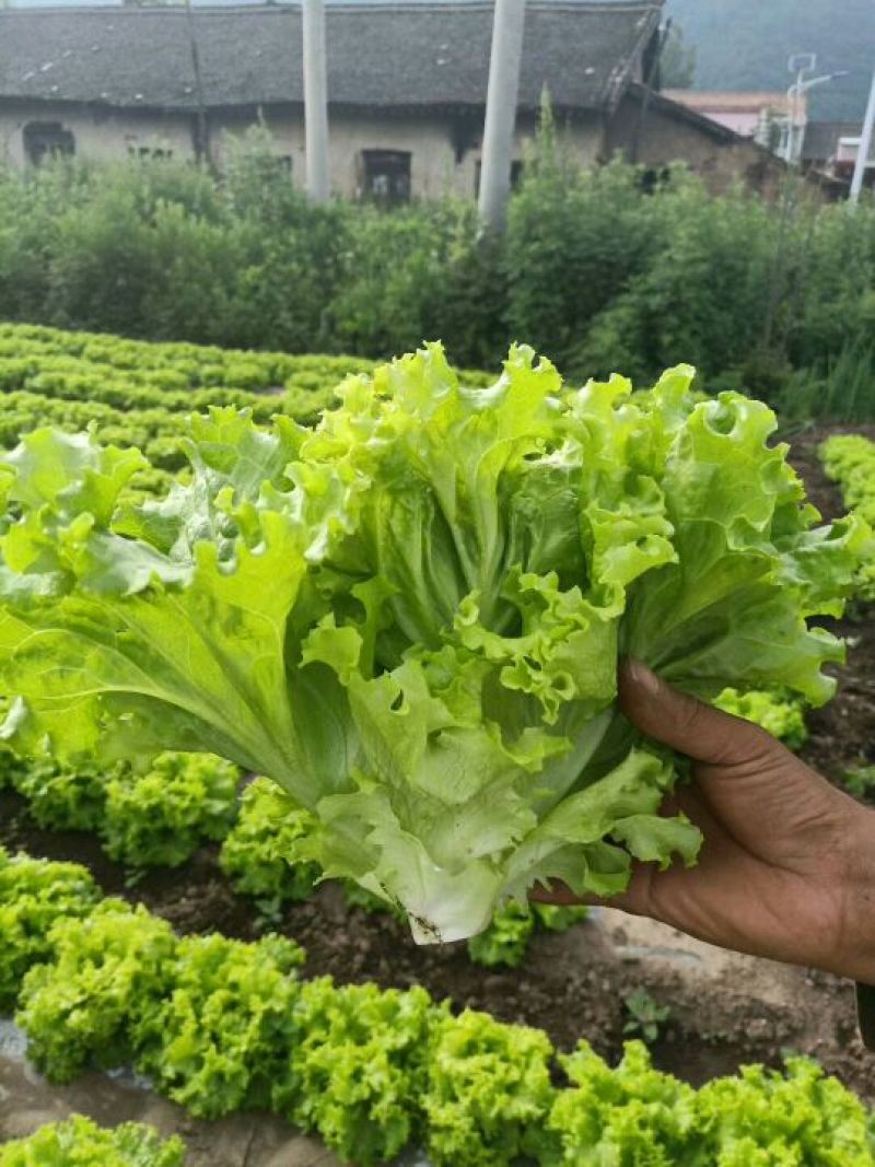球生菜太白结球生菜欢迎咨询