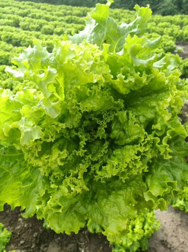 球生菜太白结球生菜欢迎咨询