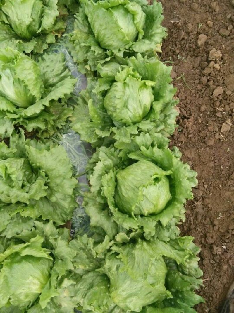 球生菜太白结球生菜欢迎咨询
