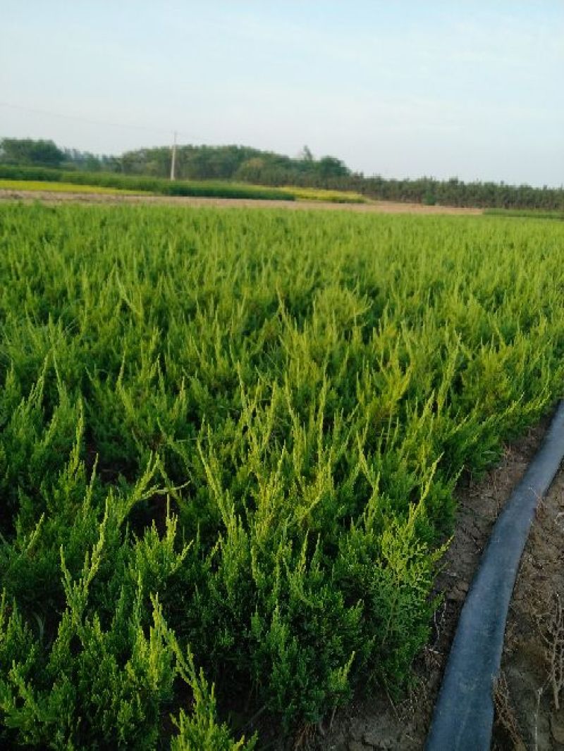 小龙柏
