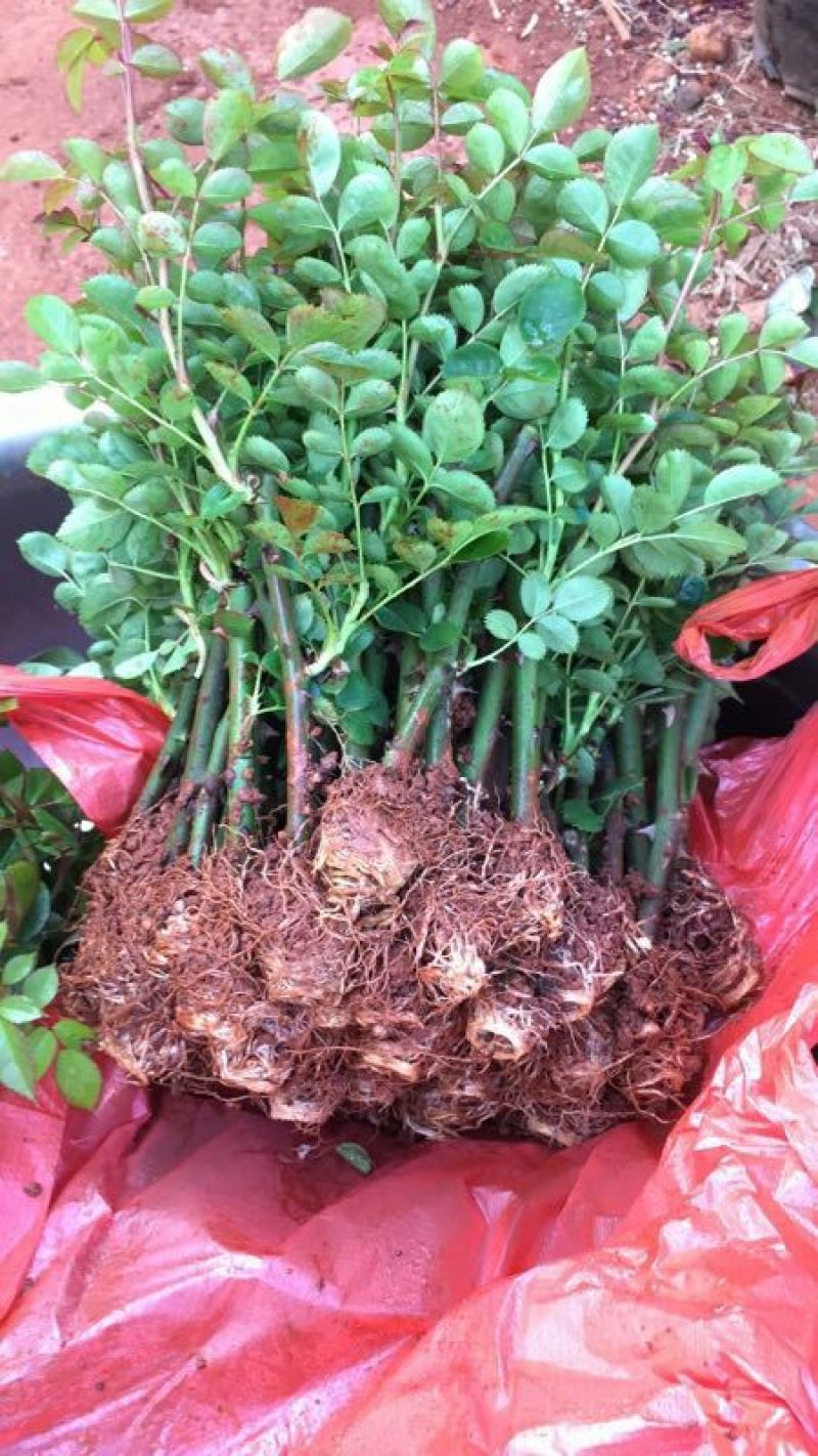 丰花月季苗10~20cm品种齐全颜色多样，质量如图