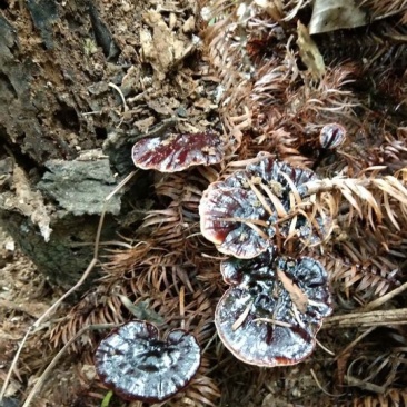 广西来宾市金秀县大瑶山野生黑灵芝