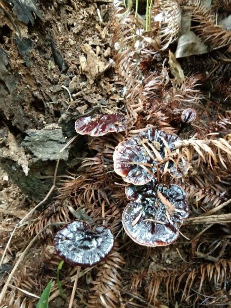 广西来宾市金秀县大瑶山野生黑灵芝