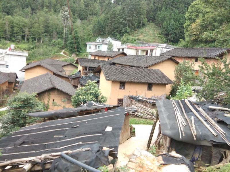 广西来宾市金秀县大瑶山野生黑灵芝