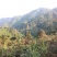 广西来宾市金秀县大瑶山野生黑灵芝