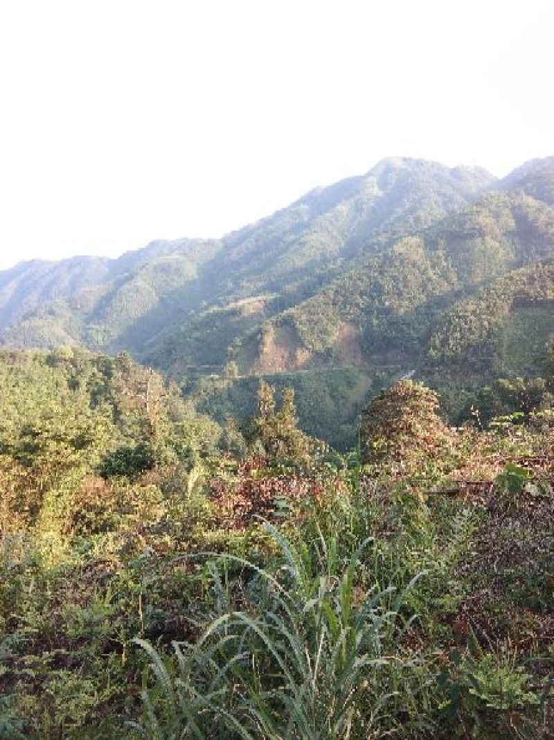 广西来宾市金秀县大瑶山野生黑灵芝