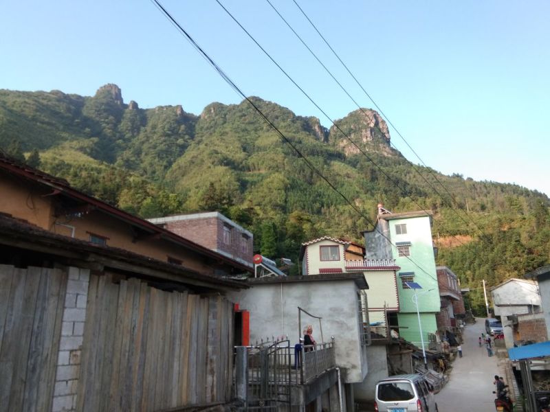 广西来宾市金秀县大瑶山野生黑灵芝