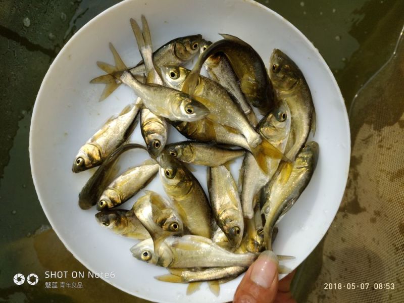 花鲢鲢鱼鳙鱼大头鱼