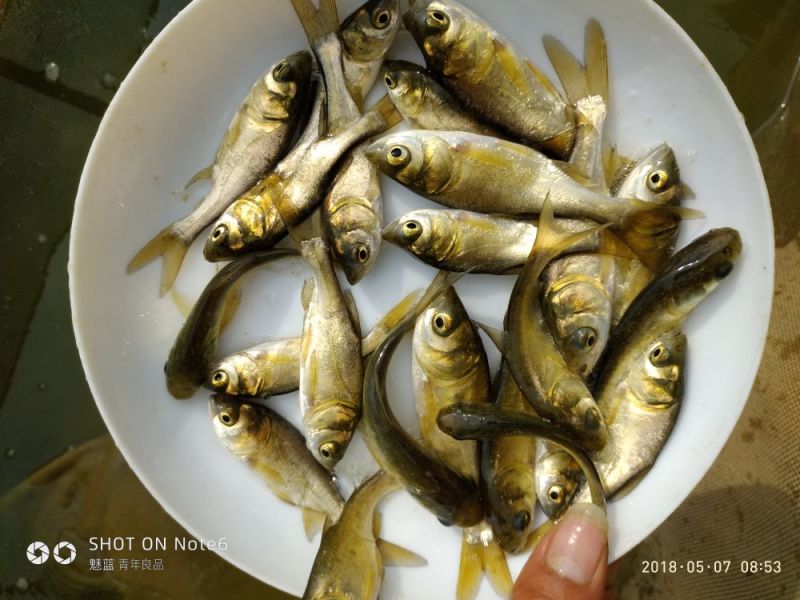 花鲢鲢鱼鳙鱼大头鱼