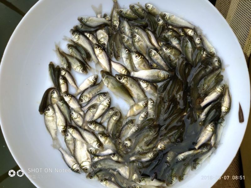 土鲫鱼，东北鲫