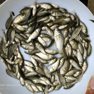 土鲫鱼，东北鲫