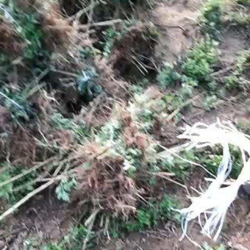 艾叶艾绒艾产品，另有艾苗销售。有需要者联