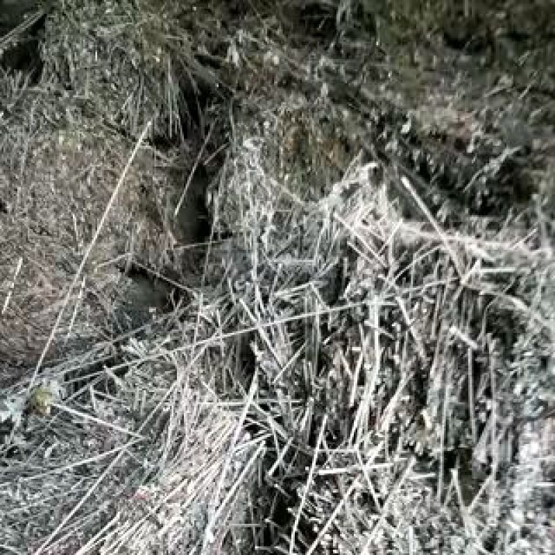 艾叶艾绒艾产品，另有艾苗销售。有需要者联