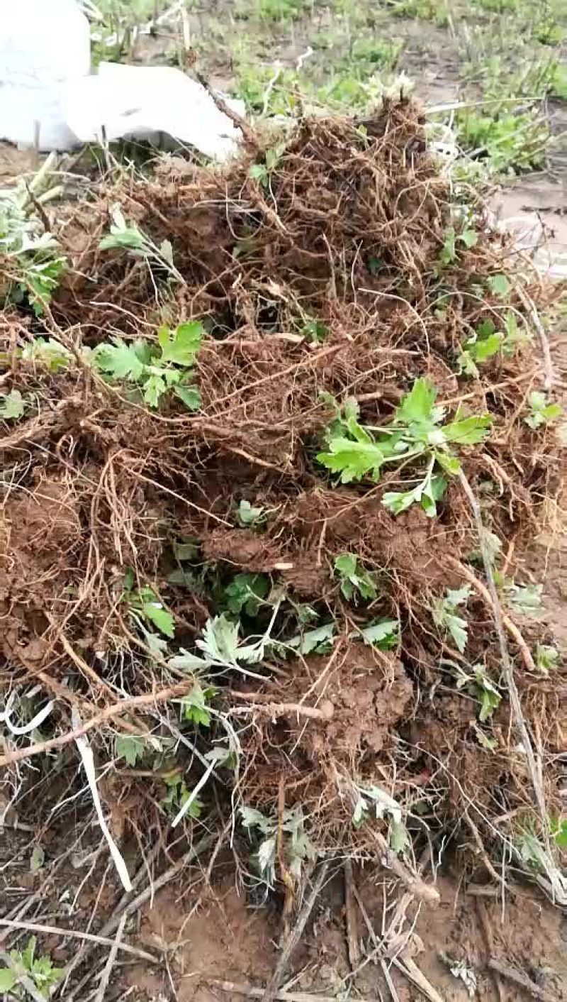 艾叶艾绒艾产品，另有艾苗销售。有需要者联