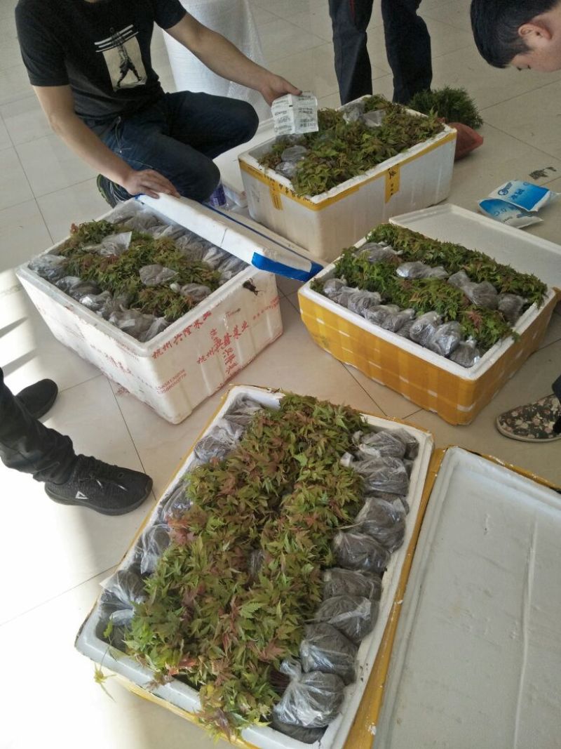 青枫小苗，绿化苗甫倍育，嫁接羽毛枫，红枫等