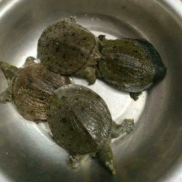 中华鳖甲鱼苗，日本鳖甲鱼苗，黄沙鳖甲鱼苗，