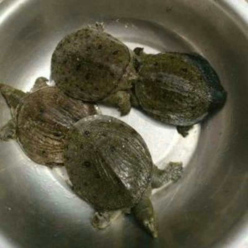 中华鳖甲鱼苗，日本鳖甲鱼苗，黄沙鳖甲鱼苗，