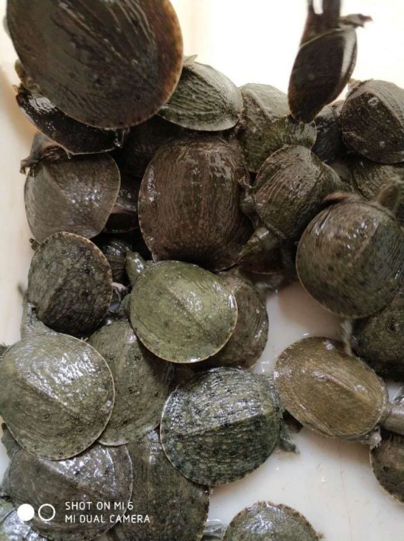 中华鳖甲鱼苗，日本鳖甲鱼苗，黄沙鳖甲鱼苗，