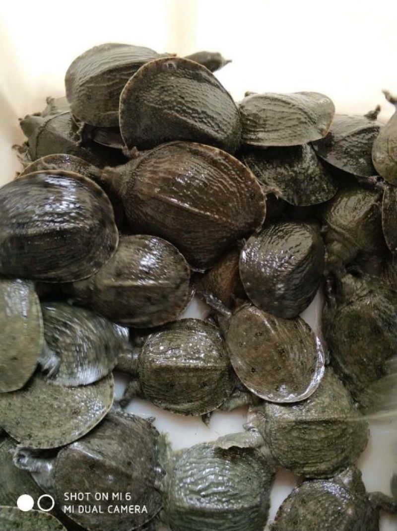 中华鳖甲鱼苗，日本鳖甲鱼苗，黄沙鳖甲鱼苗，