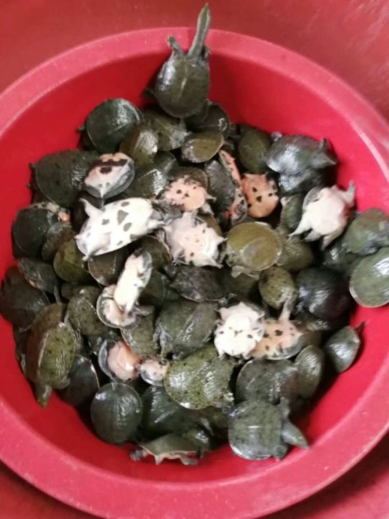 中华鳖甲鱼苗，日本鳖甲鱼苗，黄沙鳖甲鱼苗，