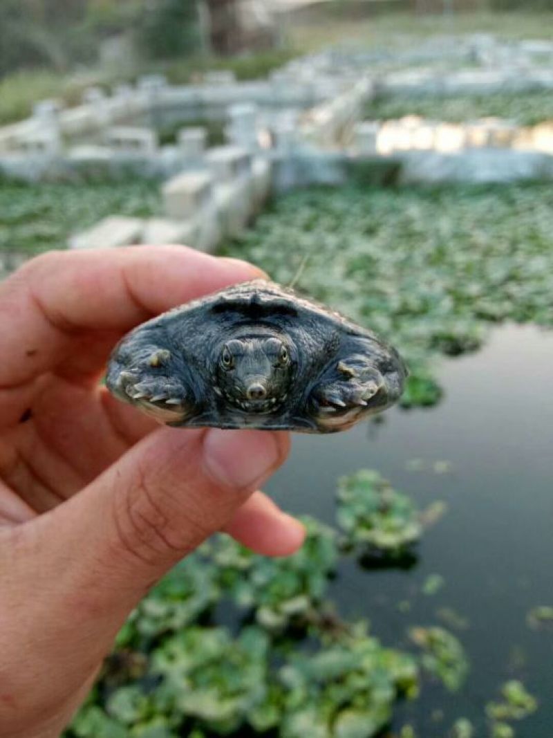 中华鳖甲鱼苗，日本鳖甲鱼苗，黄沙鳖甲鱼苗，