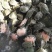 中华鳖甲鱼苗，日本鳖甲鱼苗，黄沙鳖甲鱼苗，