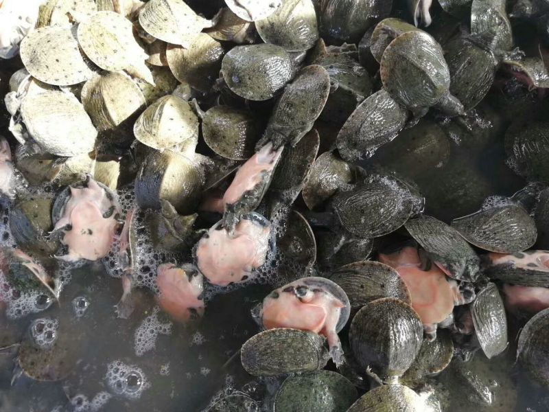中华鳖甲鱼苗，日本鳖甲鱼苗，黄沙鳖甲鱼苗，