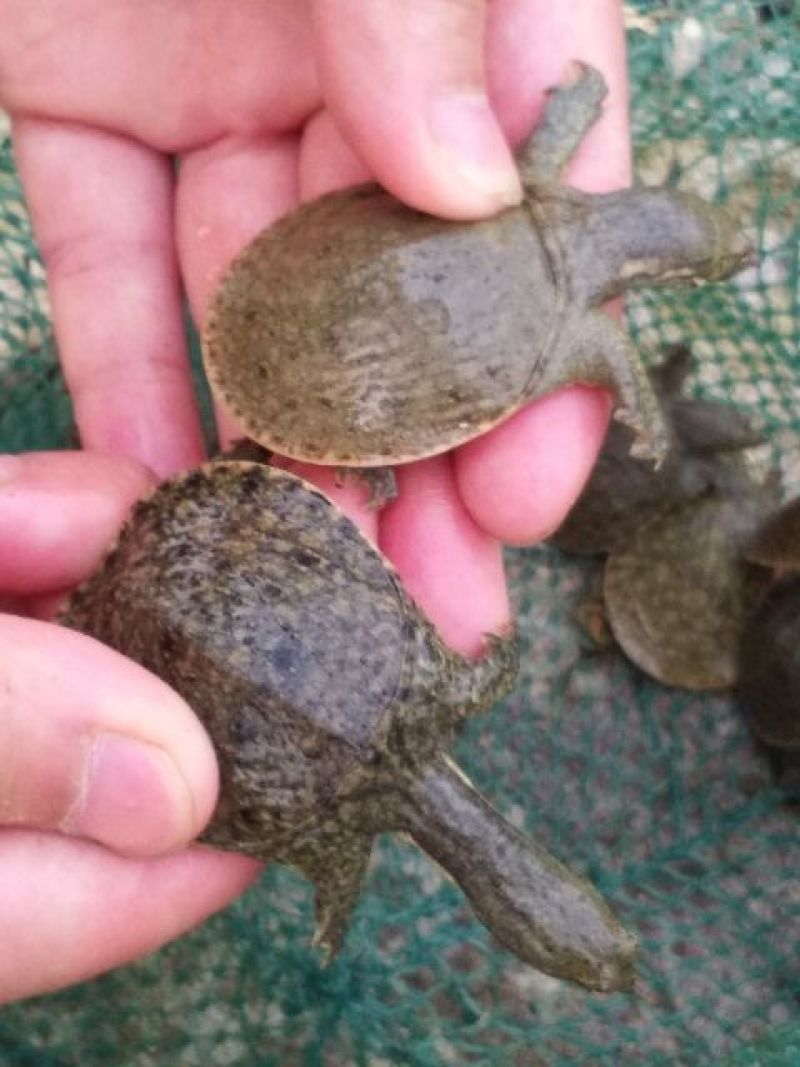 中华鳖甲鱼苗，日本鳖甲鱼苗，黄沙鳖甲鱼苗，