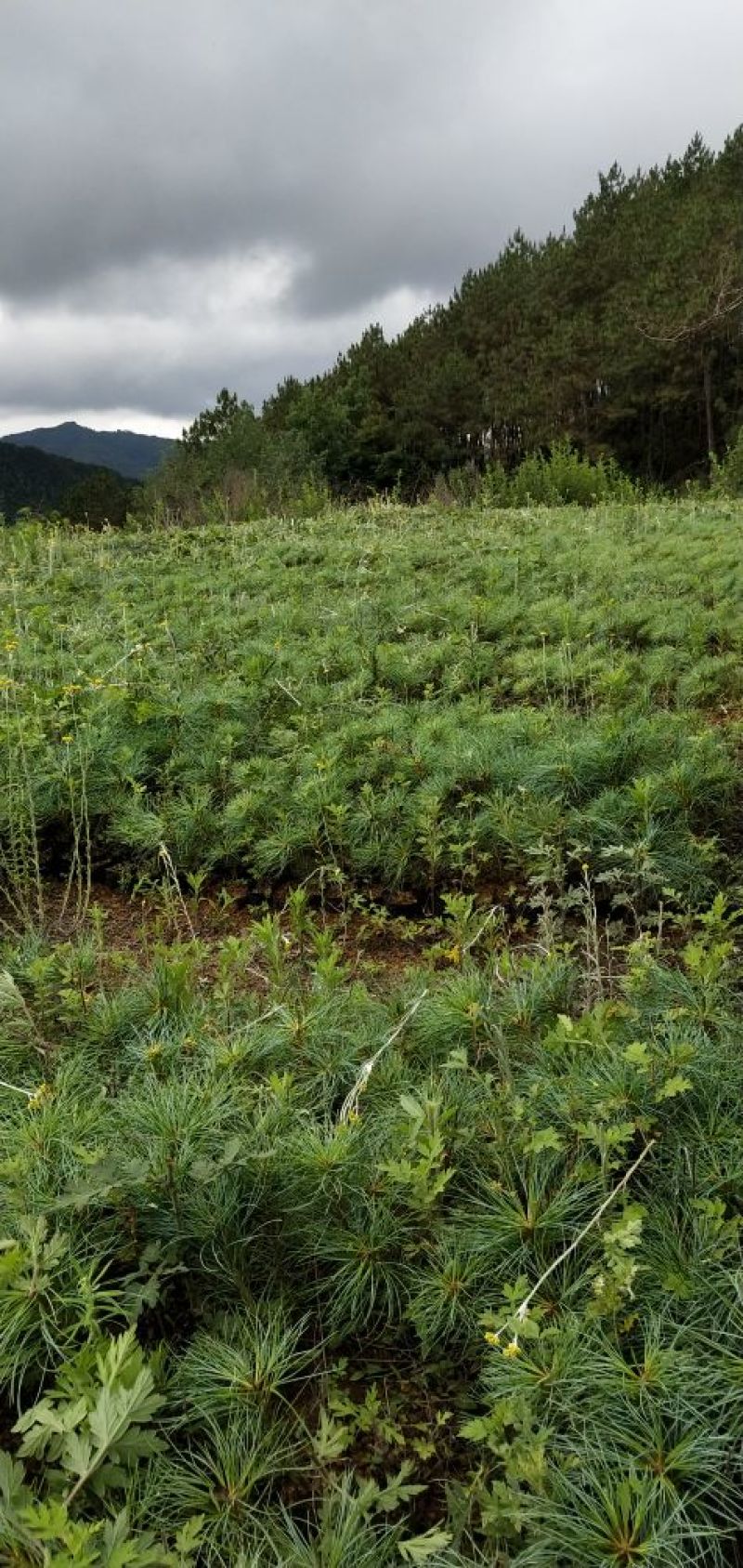 华山松苗