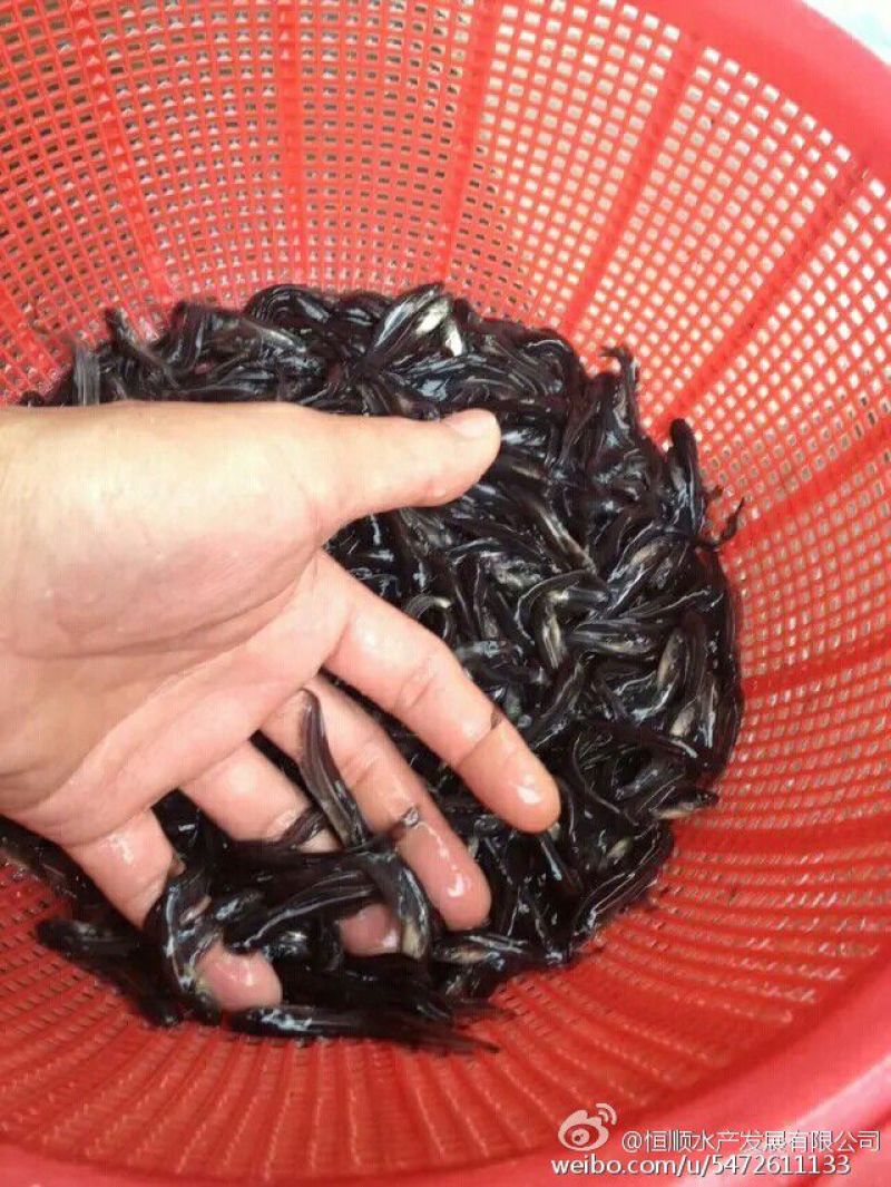 南方杂交大口鲶鱼苗。规格寸苗。