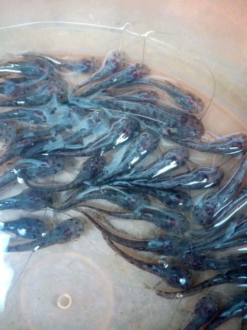 南方杂交大口鲶鱼苗。规格寸苗。